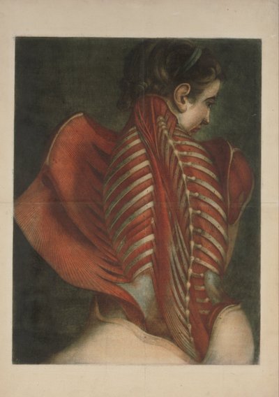 Músculos de la espalda de Jacques Fabien Gautier dAgoty